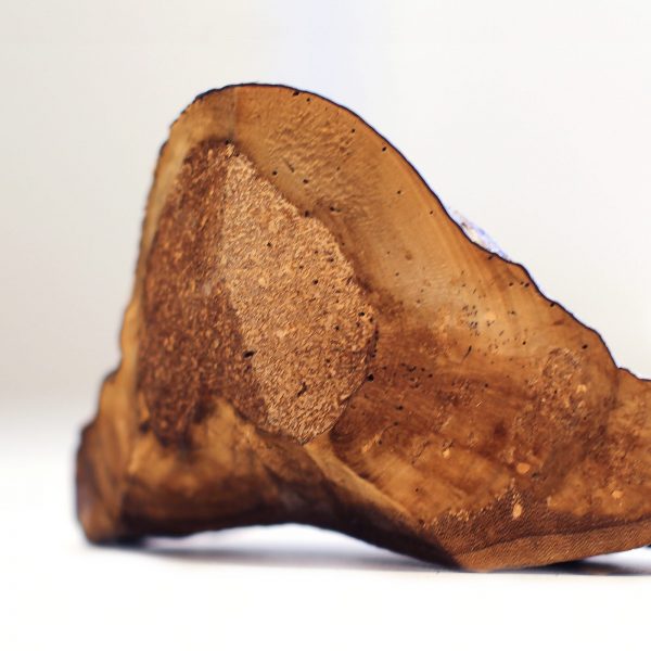 Amadou Mushroom conk