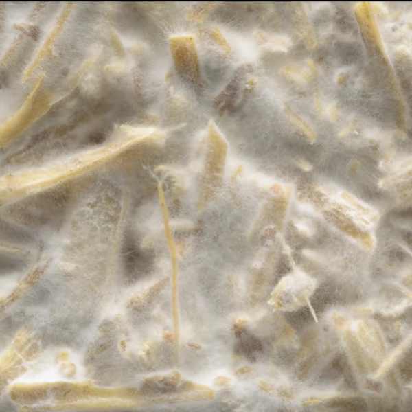 mycelium growth..nature’s glue mycelium growth..nature's glue